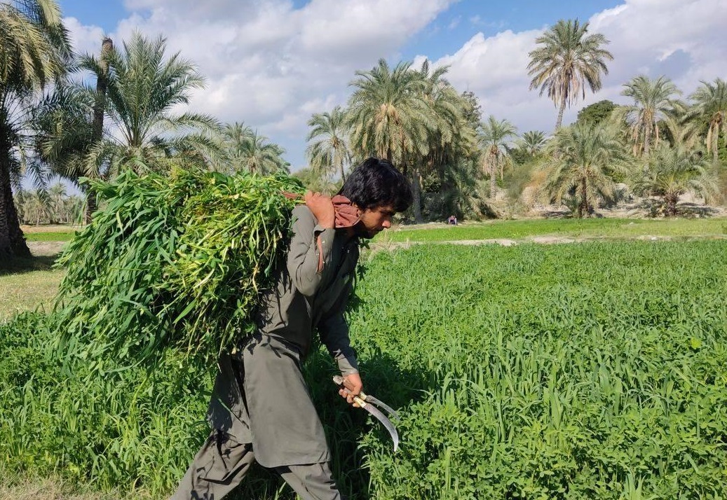 برداشت شبدر برسیم با دست